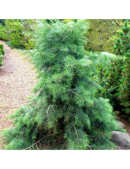 Jodła kalifornijska Abies concolor Gable's Weeping