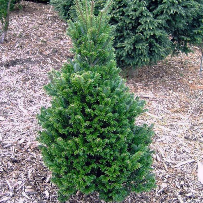 Fastigiata Abies concolor Jodła kalifornijska