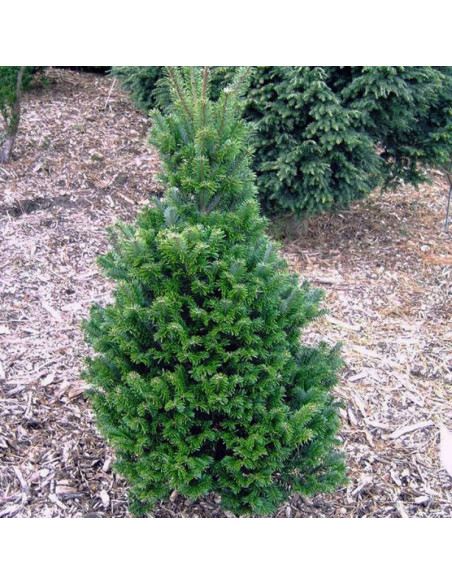 Fastigiata Abies concolor Jodła kalifornijska