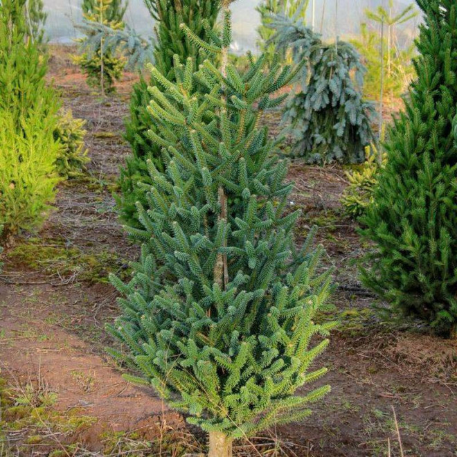 Jodła kalifornijska Abies concolor Fastigiata