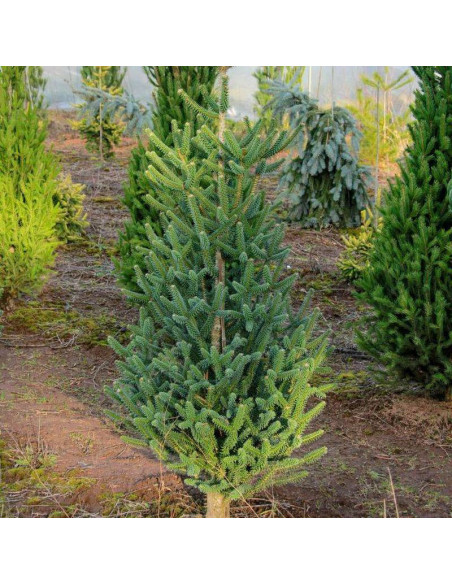 Jodła kalifornijska Abies concolor Fastigiata