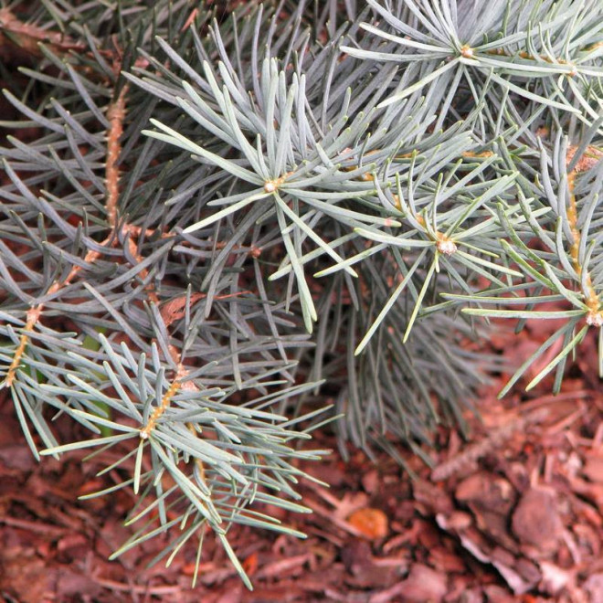 Compacta Abies concolor Jodła kalifornijska