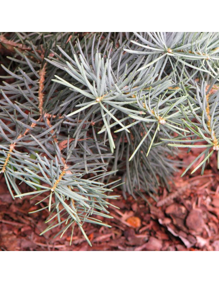 Compacta Abies concolor Jodła kalifornijska