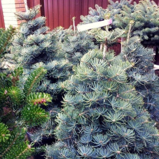 Compacta Abies concolor Jodła kalifornijska 2