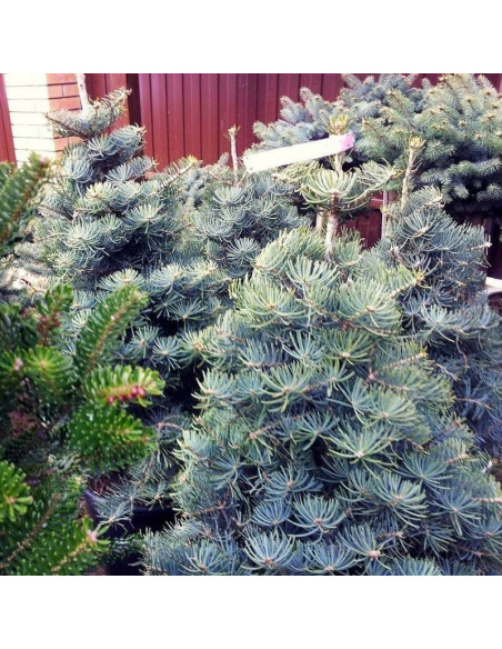 Jodła kalifornijska Compacta Abies concolor