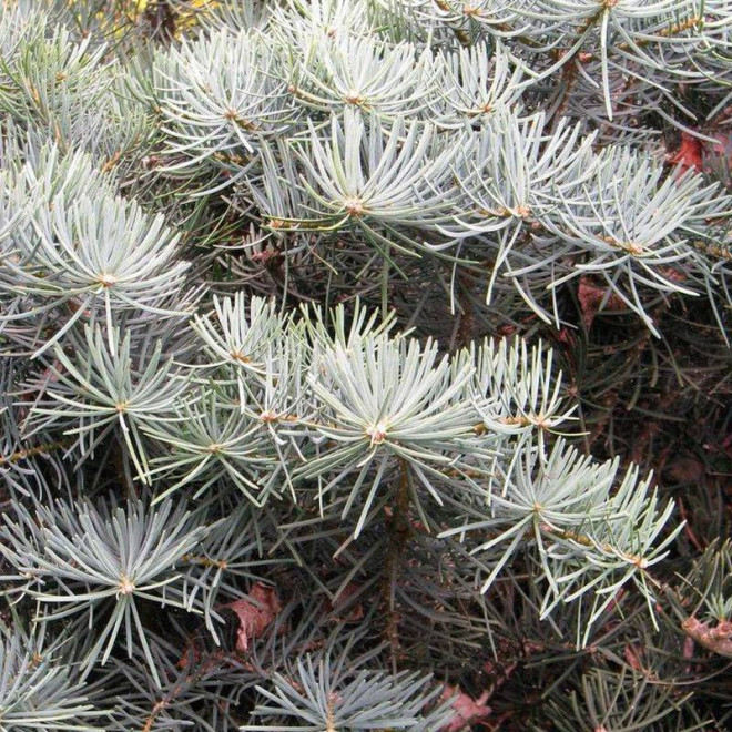 Jodła kalifornijska Abies concolor Compacta