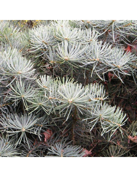 Jodła kalifornijska Abies concolor Compacta