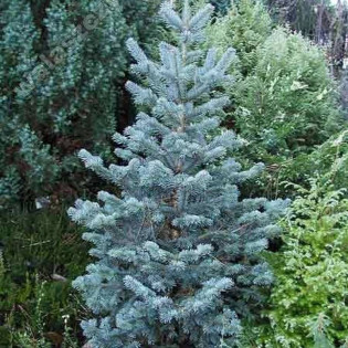 Jodła kalifornijska Abies concolor Argentea 2