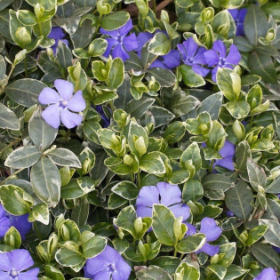 Barwinek pospolity Ralph Shugert Vinca minor 2