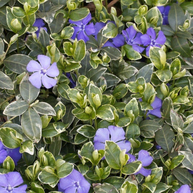 Ralph Shugert Barwinek pospolity Vinca minor Ralph Shugert Barwinek pospolity Vinca minor