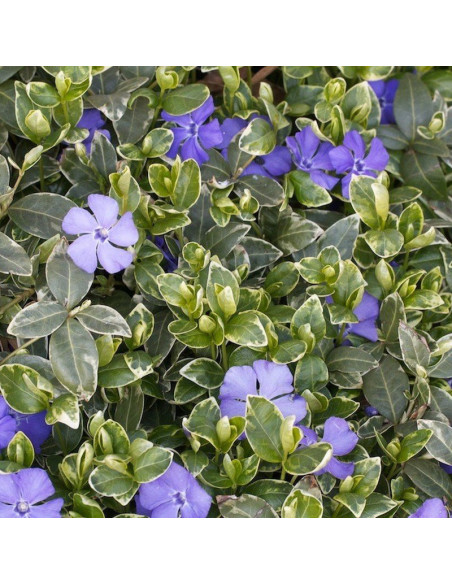 Ralph Shugert Barwinek pospolity Vinca minor