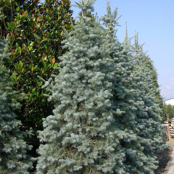 Argentea Abies concolor Jodła kalifornijska