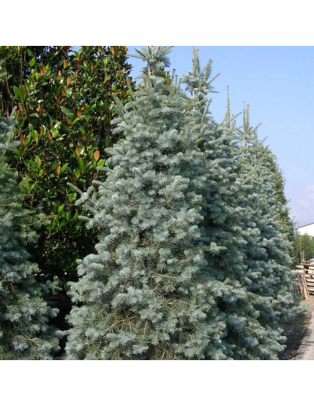 Argentea Abies concolor Jodła kalifornijska