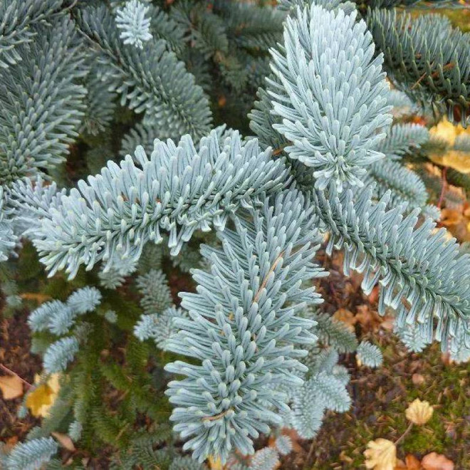 Jodła kalifornijska Abies concolor Argentea