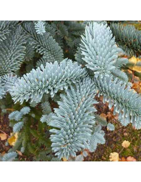 Jodła kalifornijska Abies concolor Argentea