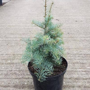 Archer's Dwarf Abies concolor Jodła kalifornijska