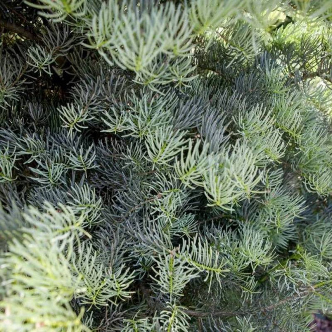 Jodła kalifornijska Archer's Dwarf Abies concolor