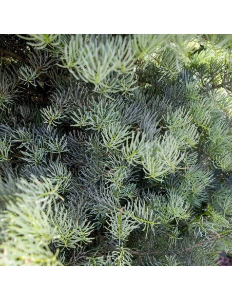 Jodła kalifornijska Archer's Dwarf Abies concolor