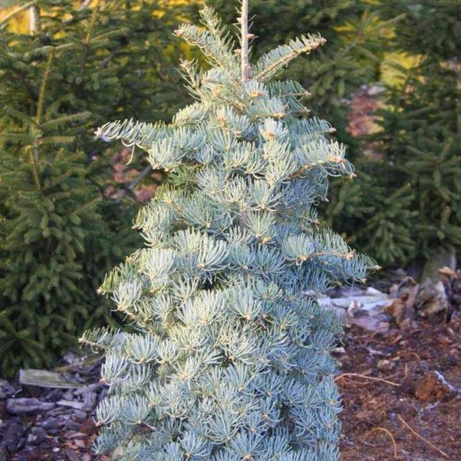 Jodła kalifornijska Abies concolor Archer's Dwarf