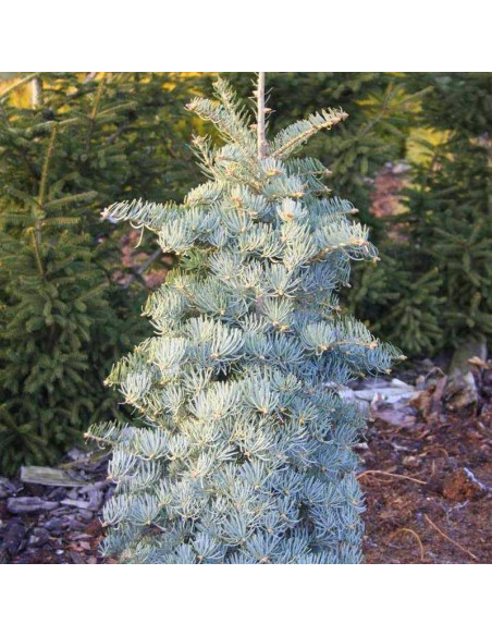 Jodła kalifornijska Abies concolor Archer's Dwarf