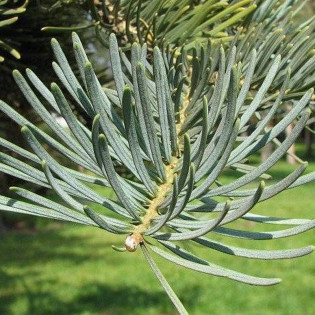 Abies concolor Jodła kalifornijska