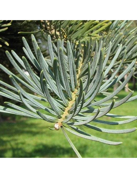 Abies concolor Jodła kalifornijska
