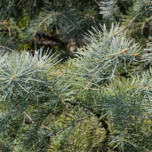 Abies concolor Jodła kalifornijska 2