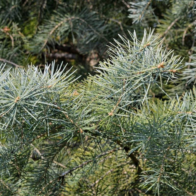 Jodła kalifornijska Abies concolor