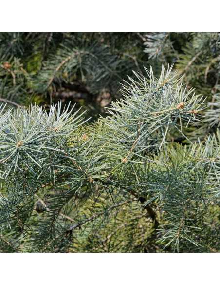 Jodła kalifornijska Abies concolor