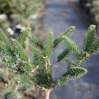 Tazaotana Abies pinsapo Jodła hizpańska