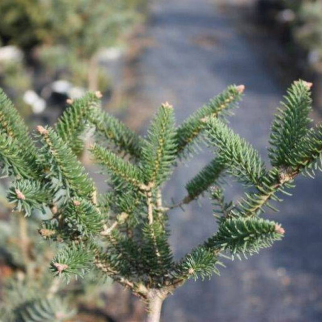 Tazaotana Abies pinsapo Jodła hizpańska