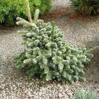 Tazaotana Abies pinsapo Jodła hizpańska 2