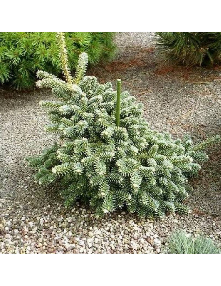 Jodła hizpańska Tazaotana Abies pinsapo