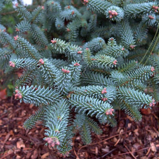 Jodła hiszpańska Kelleriis Abies pinsapo