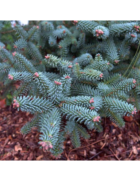 Jodła hiszpańska Kelleriis Abies pinsapo