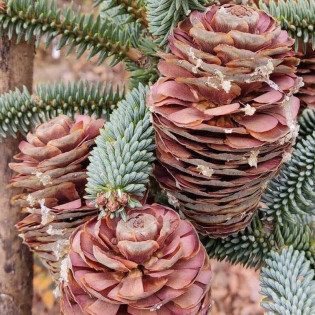 Jodła hiszpańska Kelleriis Abies pinsapo 2