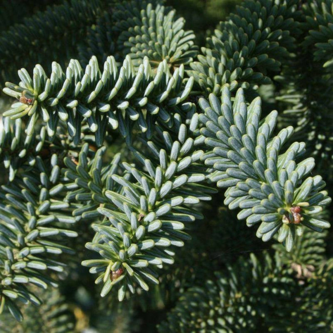 Jodła hiszpańska Abies pinsapo Kelleriis