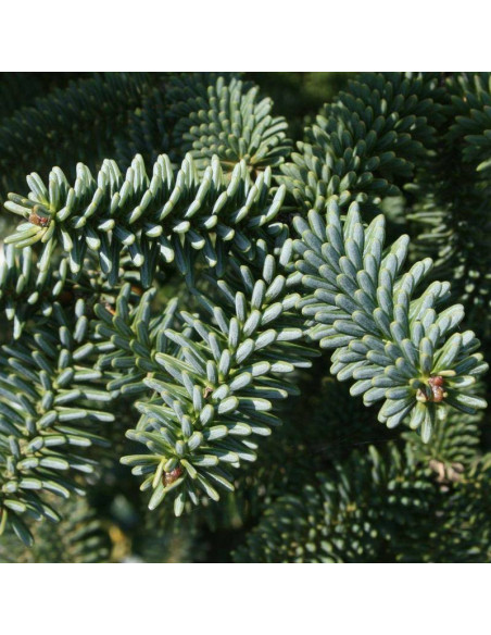 Jodła hiszpańska Abies pinsapo Kelleriis