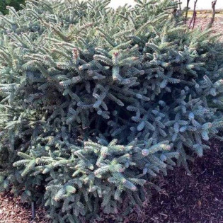 Jodła hiszpańska Horstmann Abies pinsapo