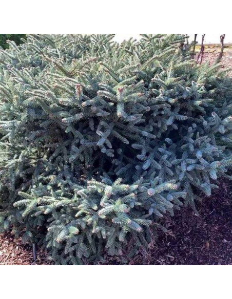 Jodła hiszpańska Horstmann Abies pinsapo