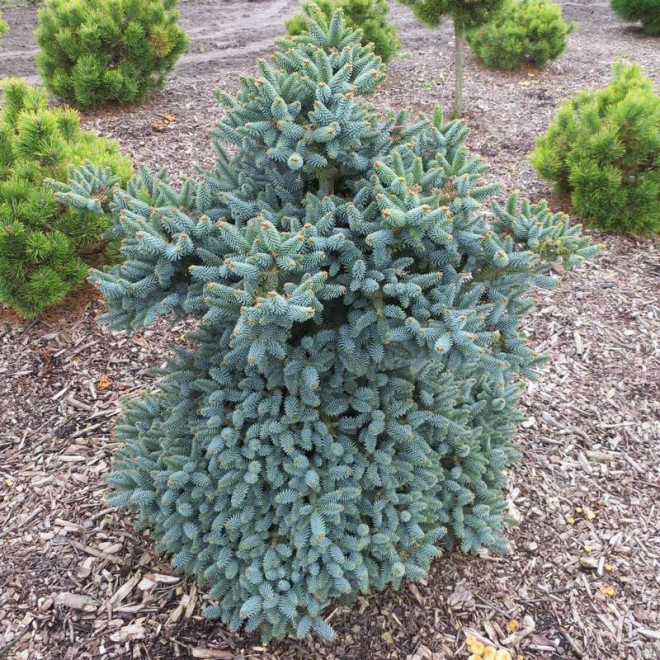 Horstmann Abies pinsapo Jodła hiszpańska