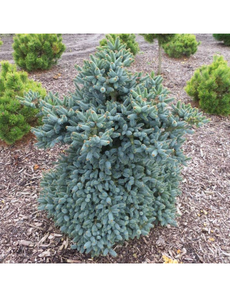 Horstmann Abies pinsapo Jodła hiszpańska