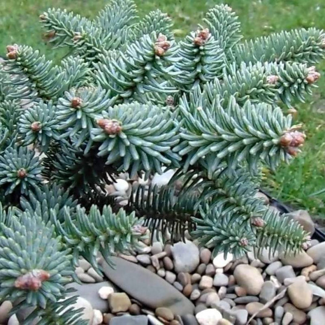 Jodła hiszpańska Abies pinsapo Horstmann