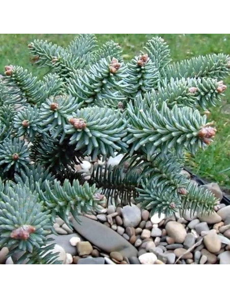 Jodła hiszpańska Abies pinsapo Horstmann