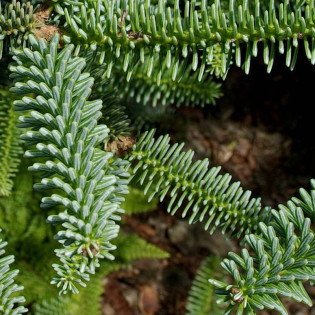 Jodła hiszpańska Glauca Abies pinsapo