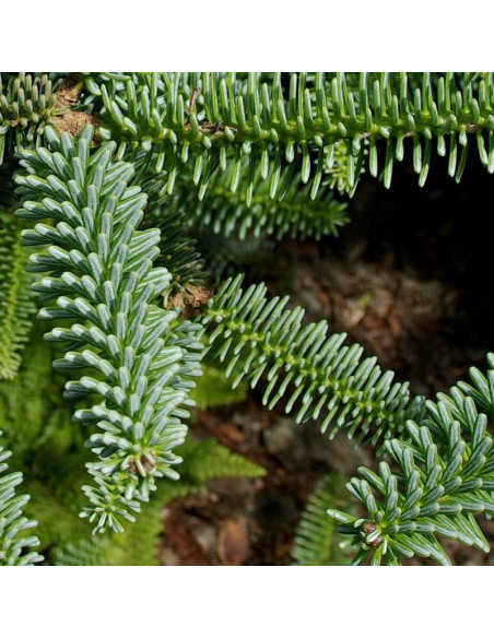 Jodła hiszpańska Glauca Abies pinsapo
