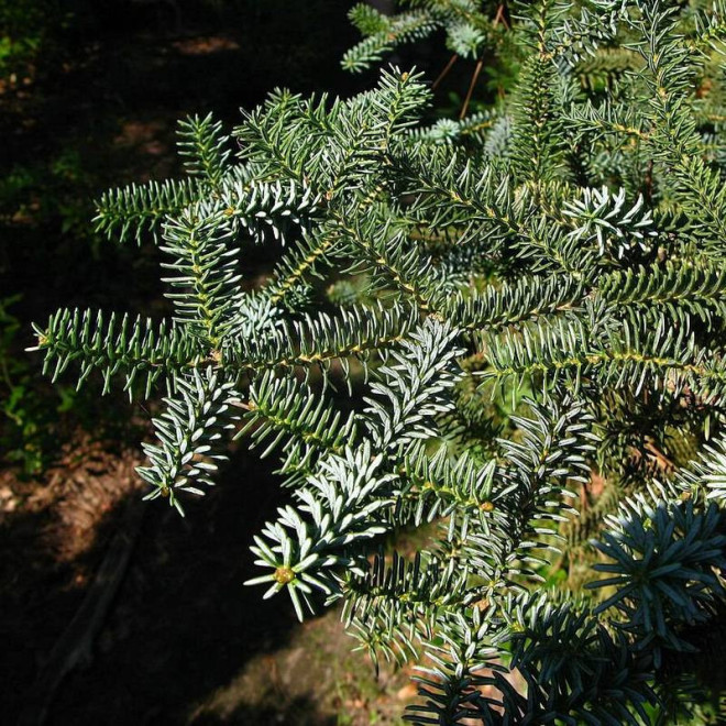 Glauca Abies pinsapo Jodła hiszpańska