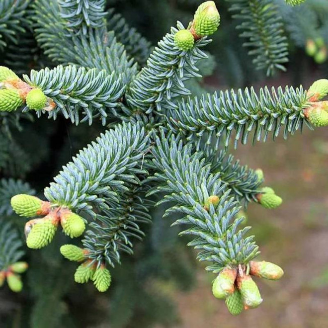 Jodła hiszpańska Abies pinsapo Glauca
