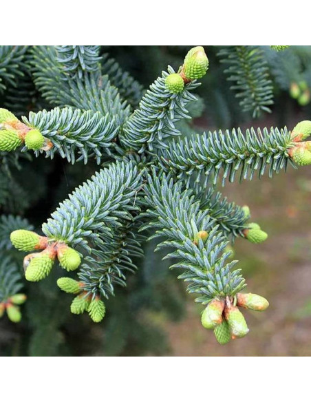 Jodła hiszpańska Abies pinsapo Glauca