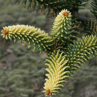 Jodła hiszpańska Aurea Abies pinsapo
